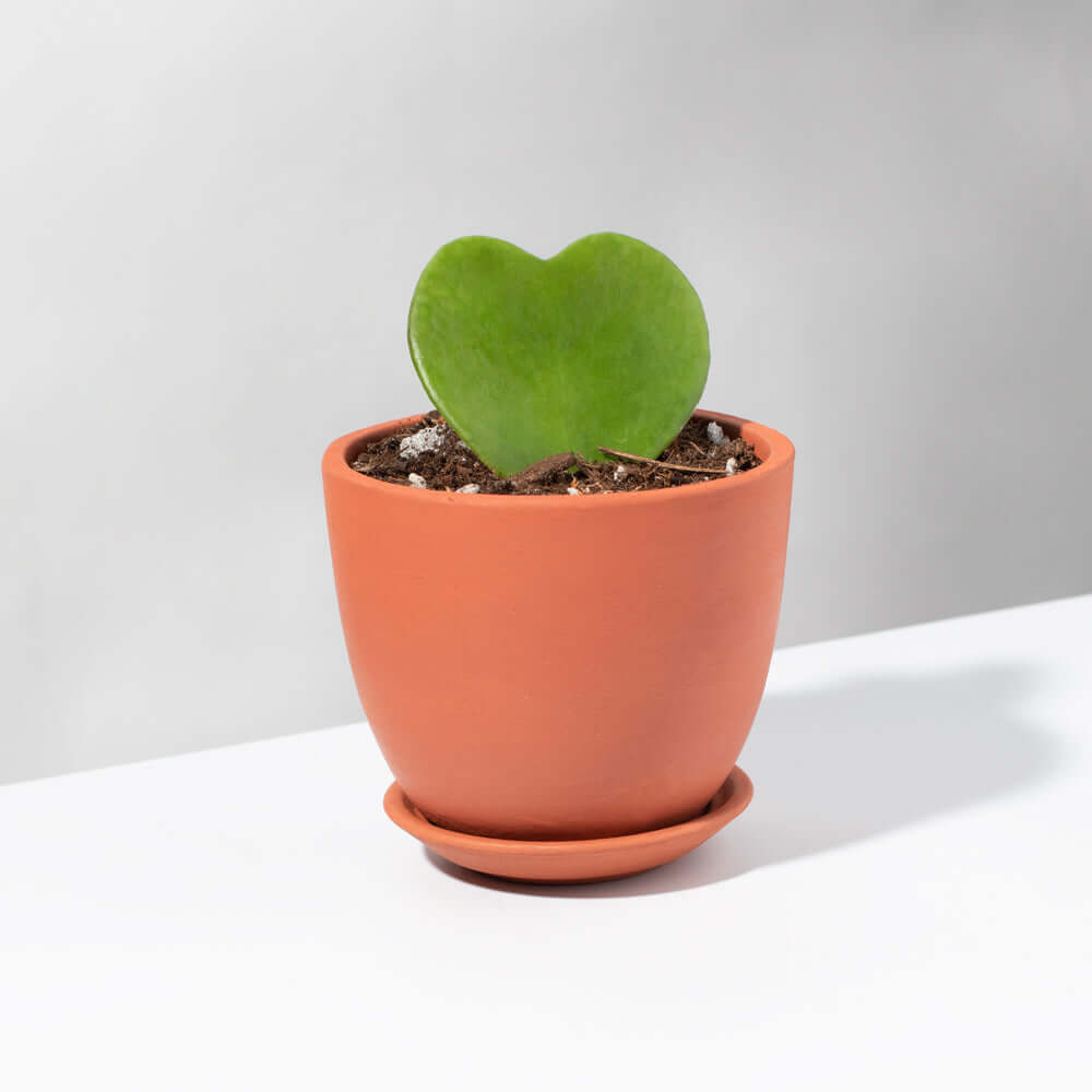 Hoya Kerrii ‘Hearts’ Sweetheart Plant - Cheeky Garden