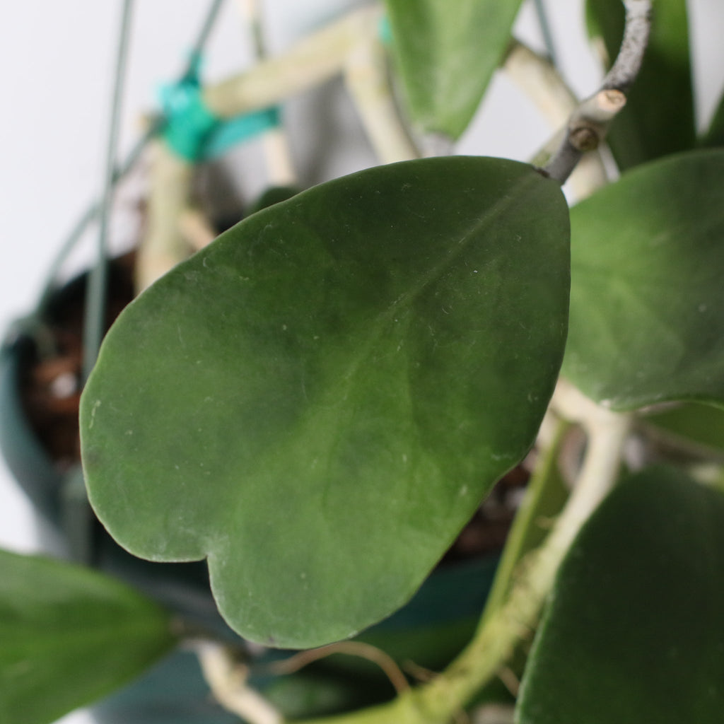 Hoya Kerrii ‘Hearts’ Sweetheart Plant - Cheeky Garden