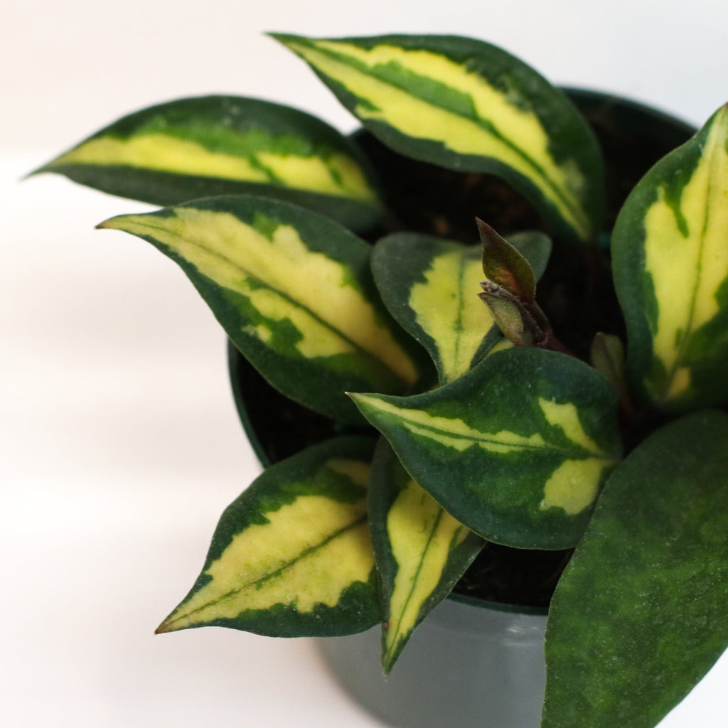 Hoya Krimson Princess - Cheeky Garden