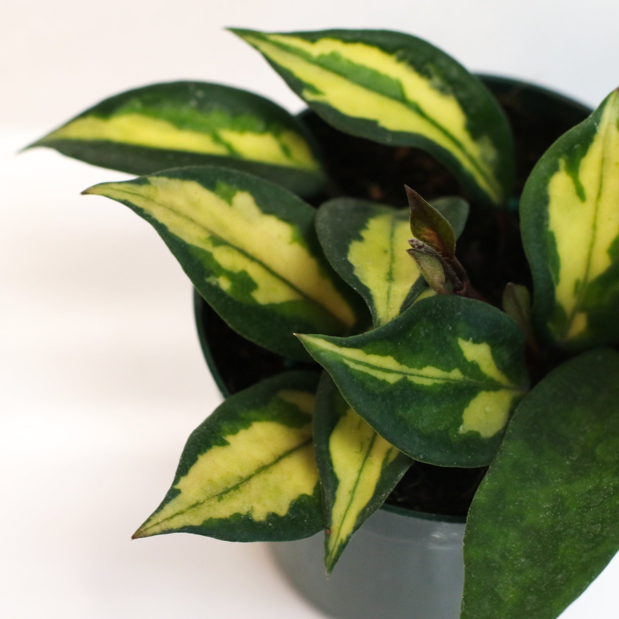 Hoya Krimson Princess - Cheeky Garden