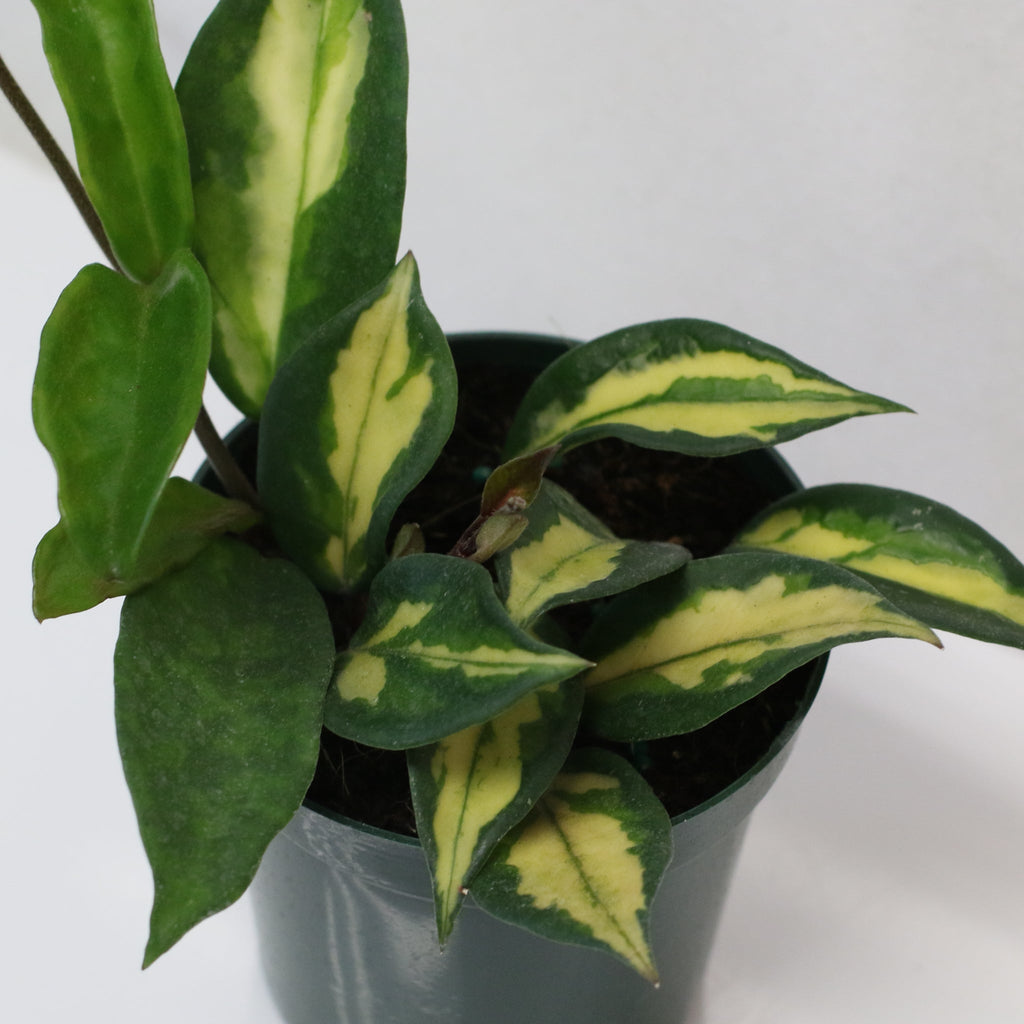 Hoya Krimson Princess - Cheeky Garden
