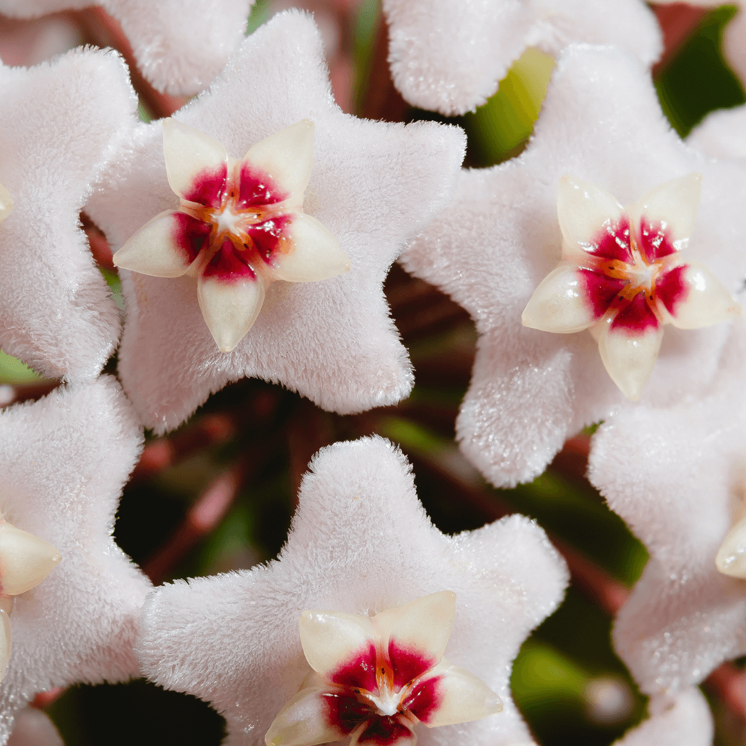 Hoya Krimson Princess - Cheeky Garden