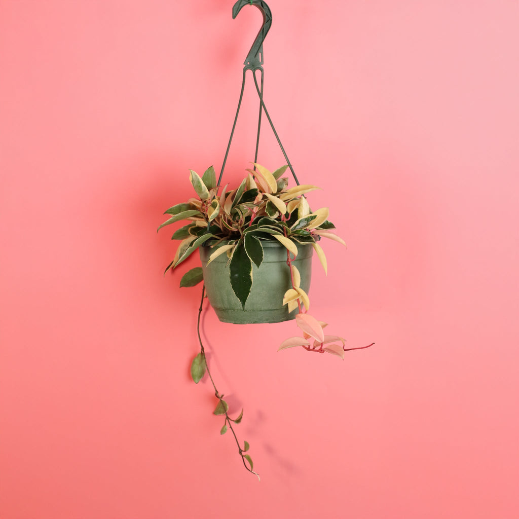 Hoya Krimson Queen - Cheeky Garden