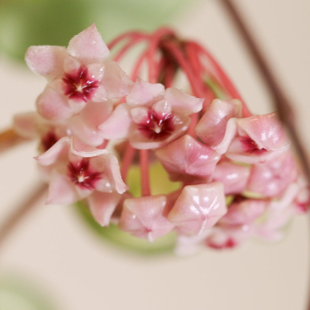 Hoya Krimson Queen - Cheeky Garden