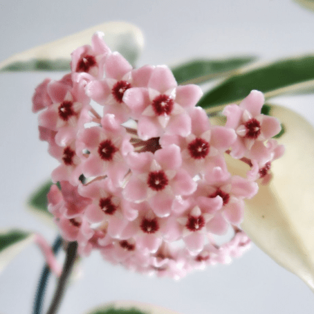 Hoya Krimson Queen - Cheeky Garden