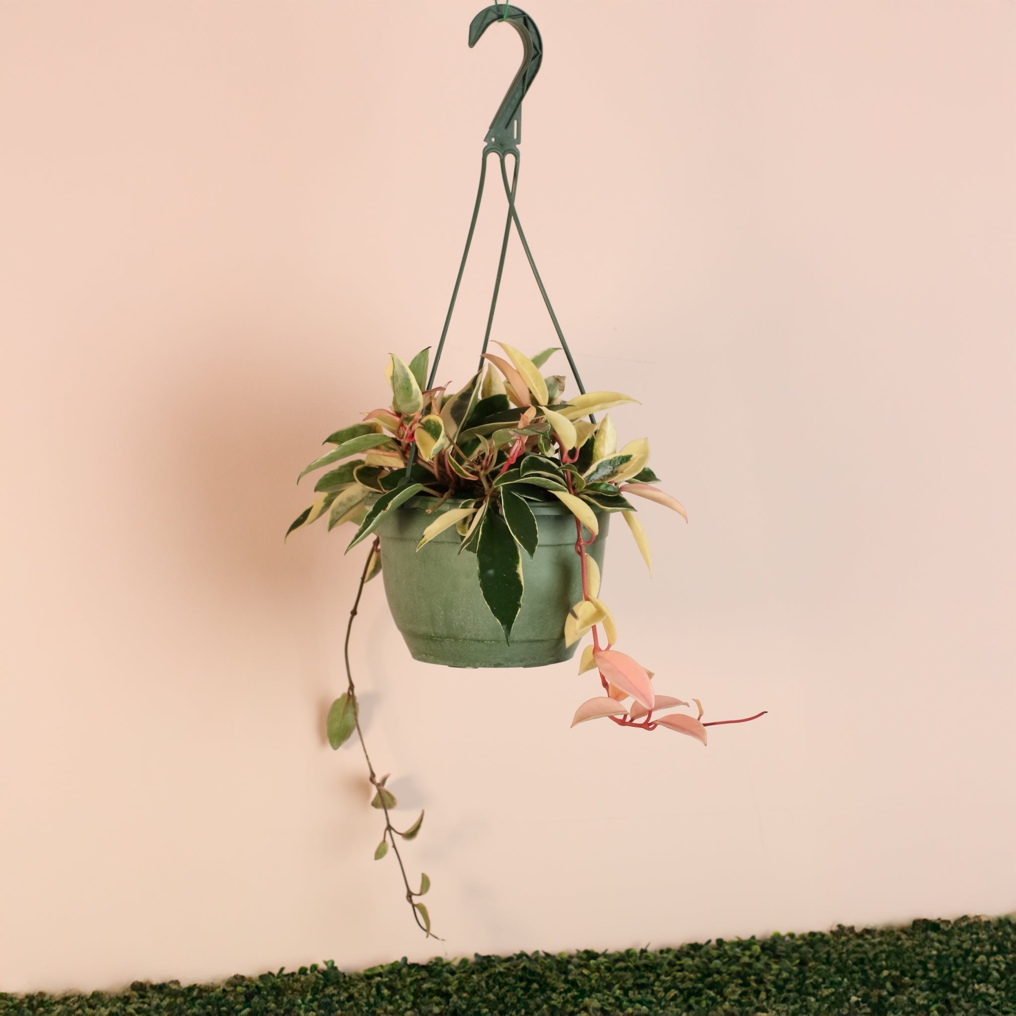 Hoya Krimson Queen - Cheeky Garden