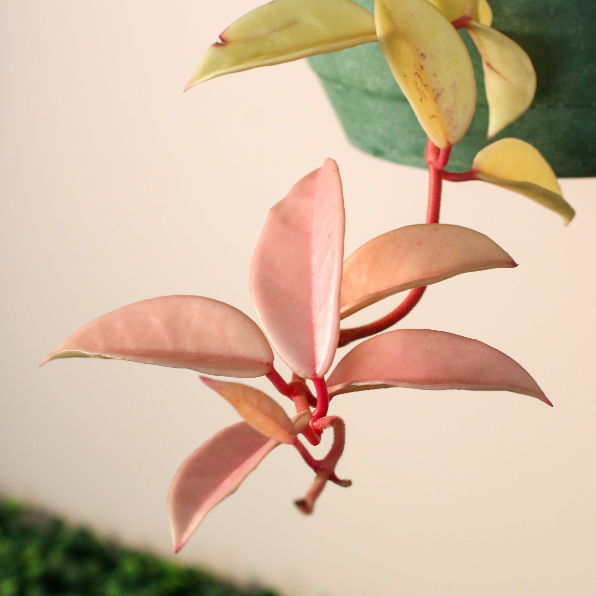 Hoya Krimson Queen - Cheeky Garden