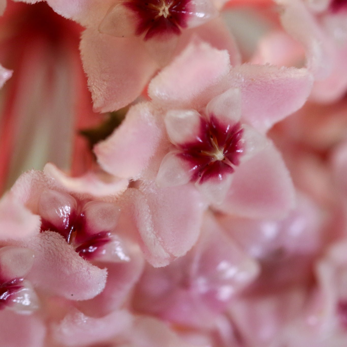 Hoya Krimson Queen - Cheeky Garden