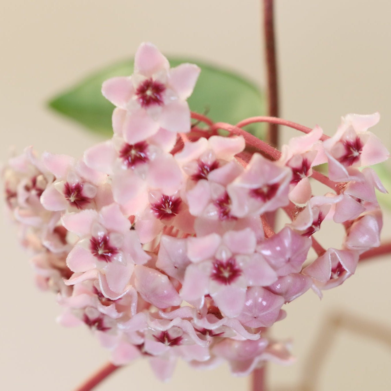 Hoya Krimson Queen - Cheeky Garden