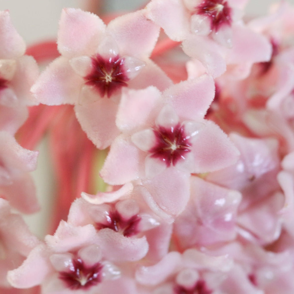 Hoya Krimson Queen - Cheeky Garden