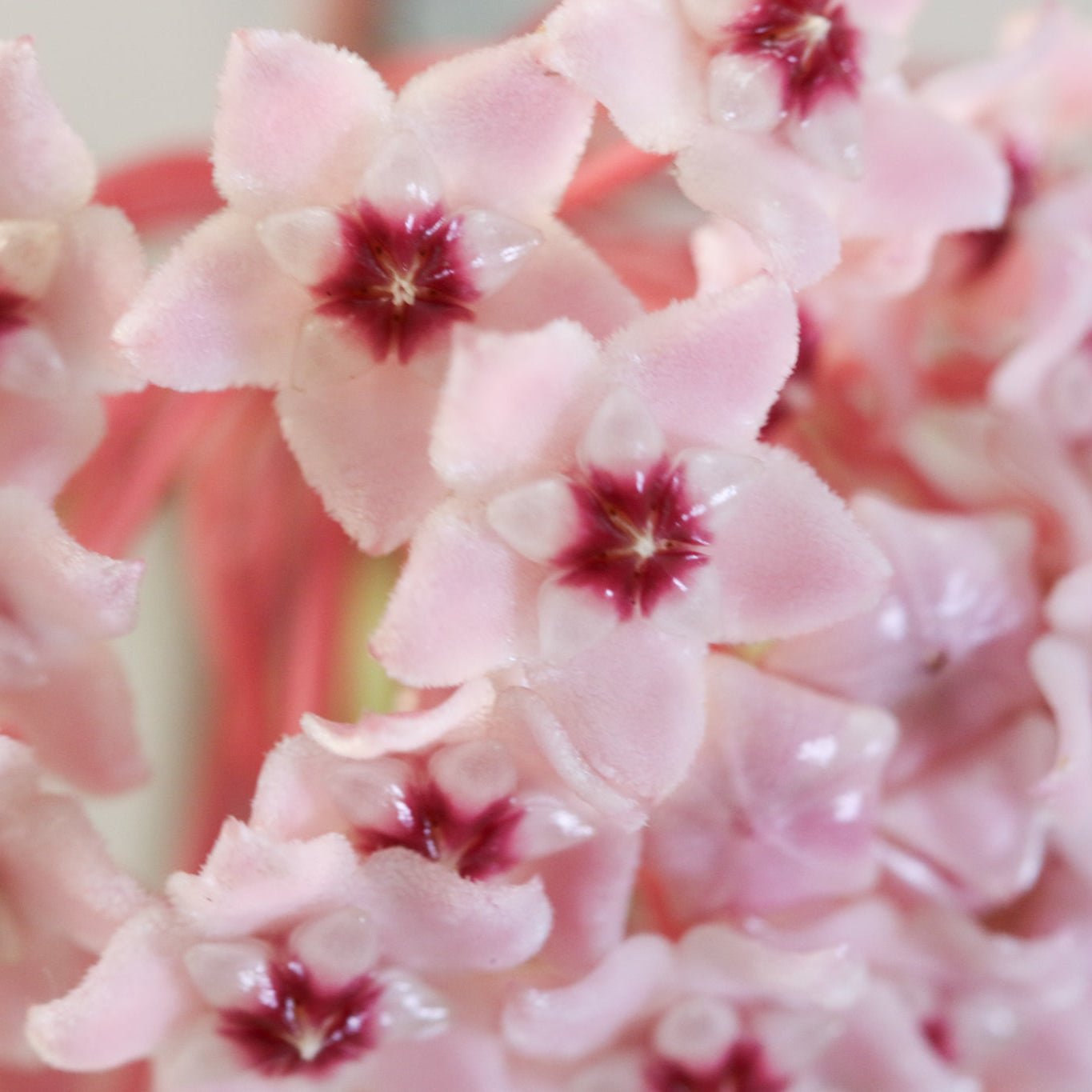 Hoya Krimson Queen - Cheeky Garden