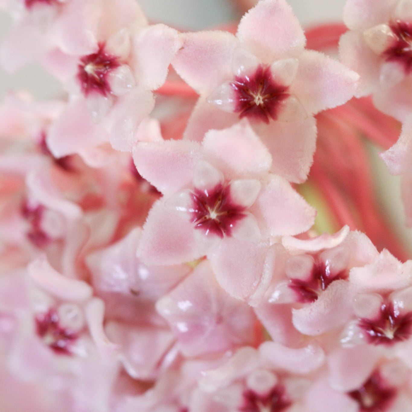 Hoya Krimson Queen - Cheeky Garden