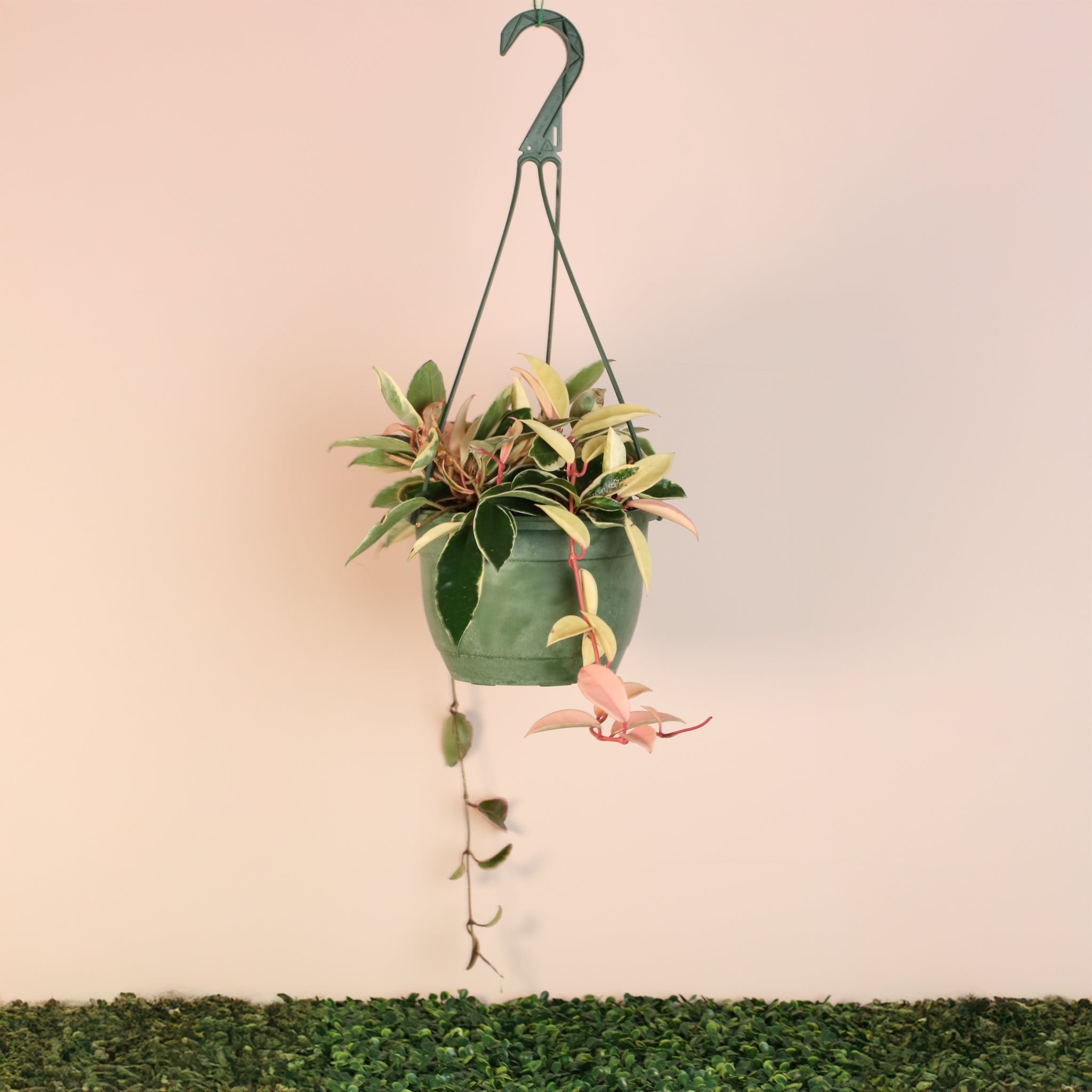 Hoya Krimson Queen - Cheeky Garden