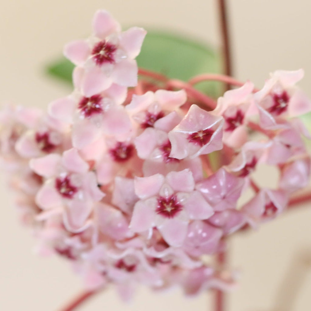 Hoya Krimson Queen - Cheeky Garden