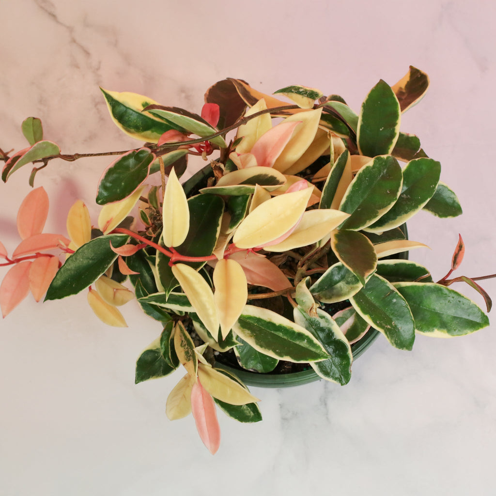 Hoya Krimson Queen - Cheeky Garden