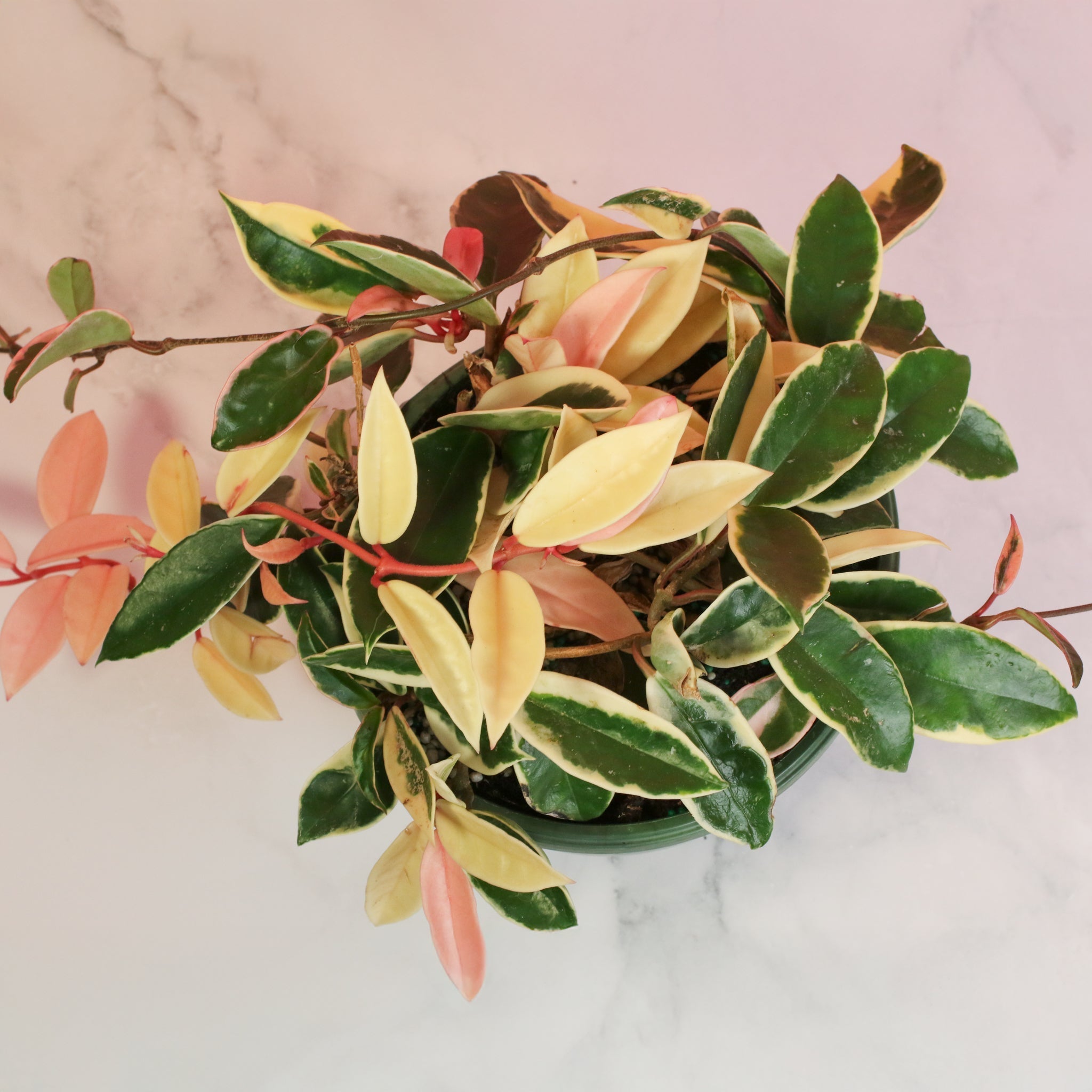 Hoya Krimson Queen - Cheeky Garden