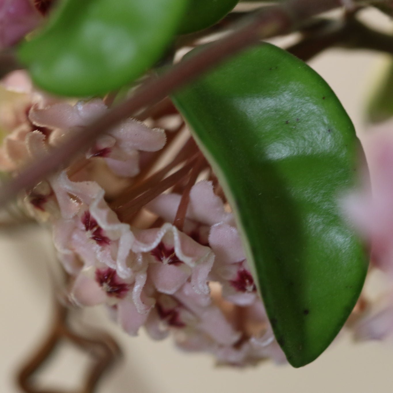 Hoya Krimson Queen - Cheeky Garden