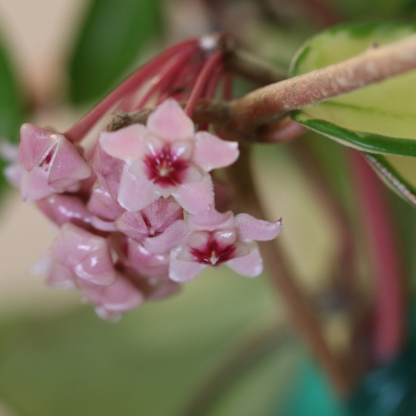 Hoya Krimson Queen - Cheeky Garden