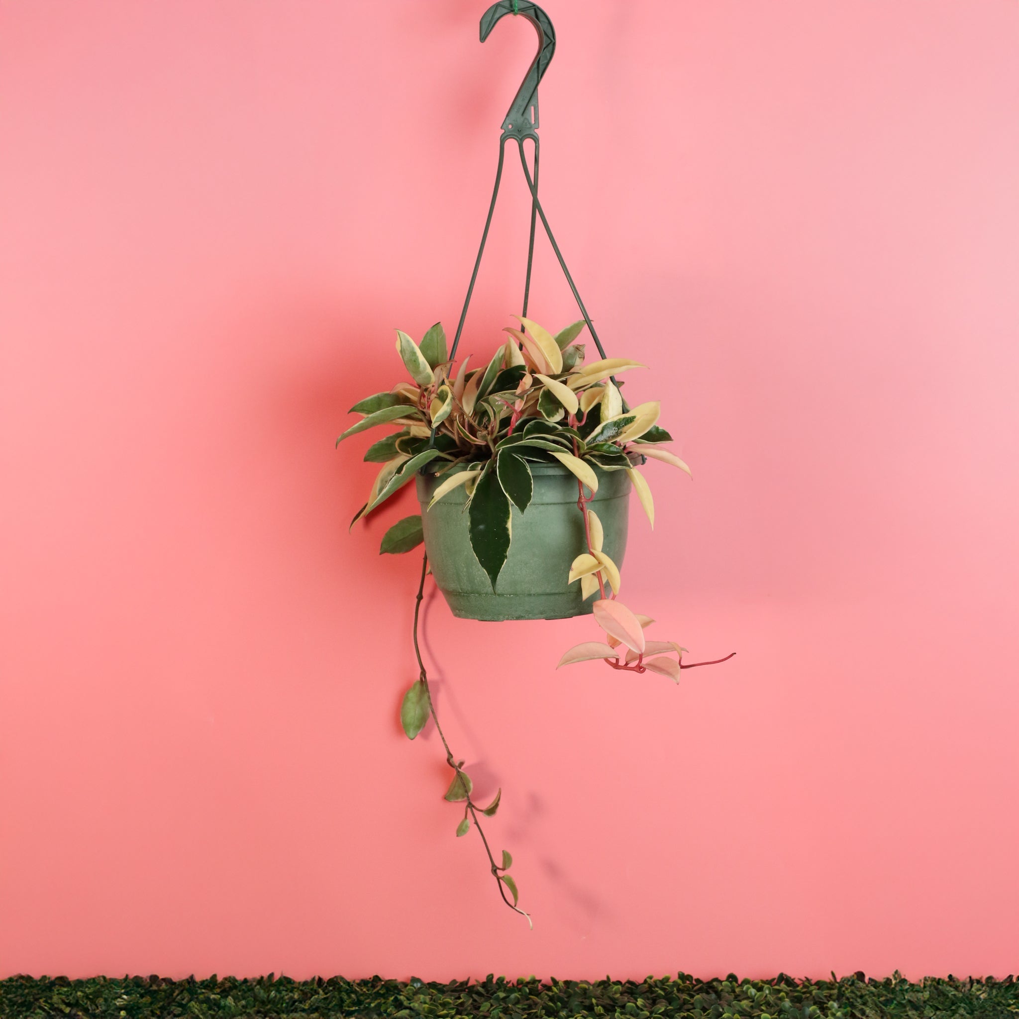 Hoya Krimson Queen - Cheeky Garden