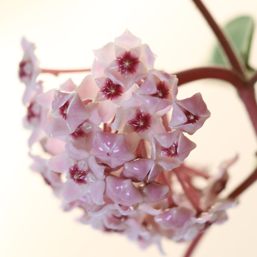 Hoya Krimson Queen - Cheeky Garden