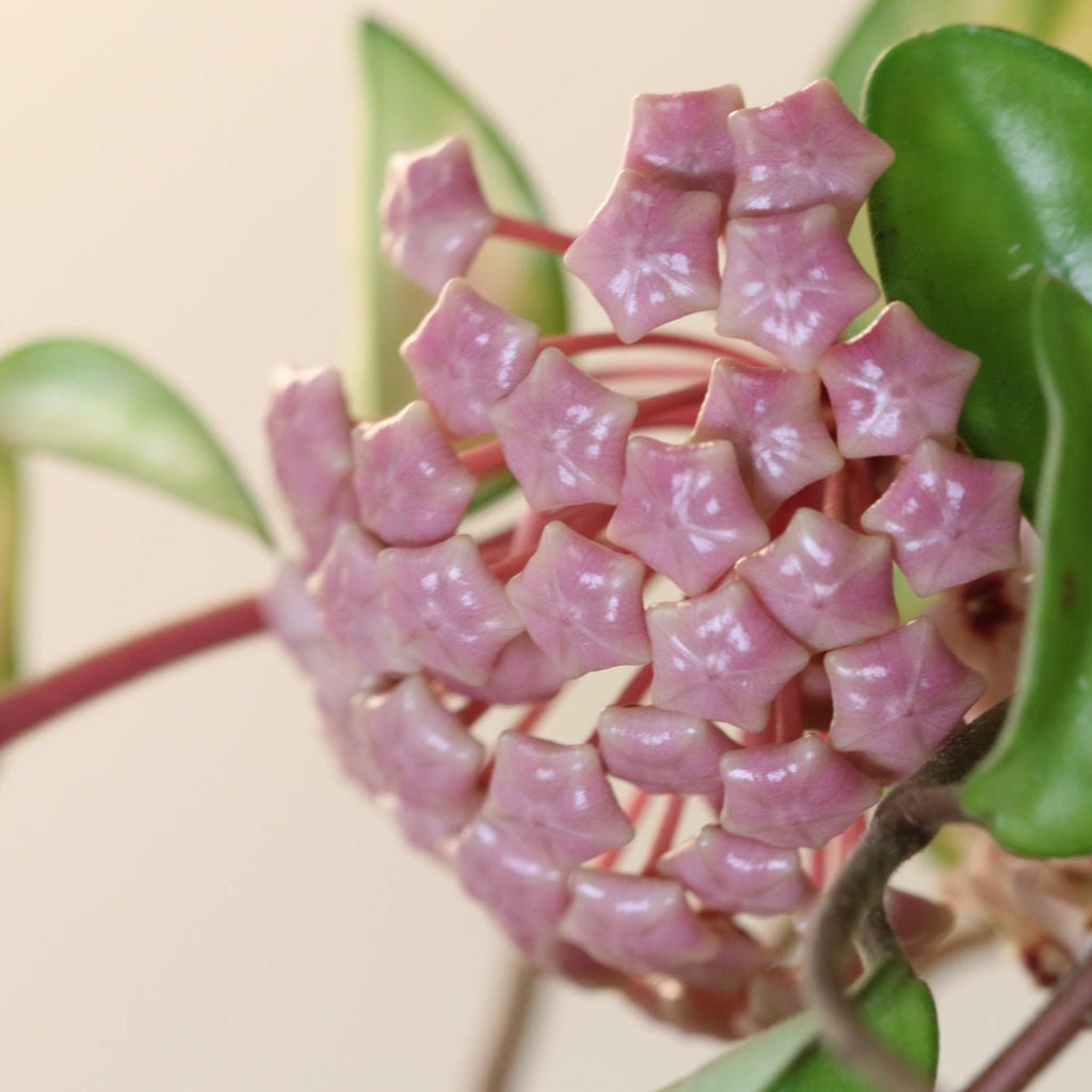 Hoya Krimson Queen - Cheeky Garden