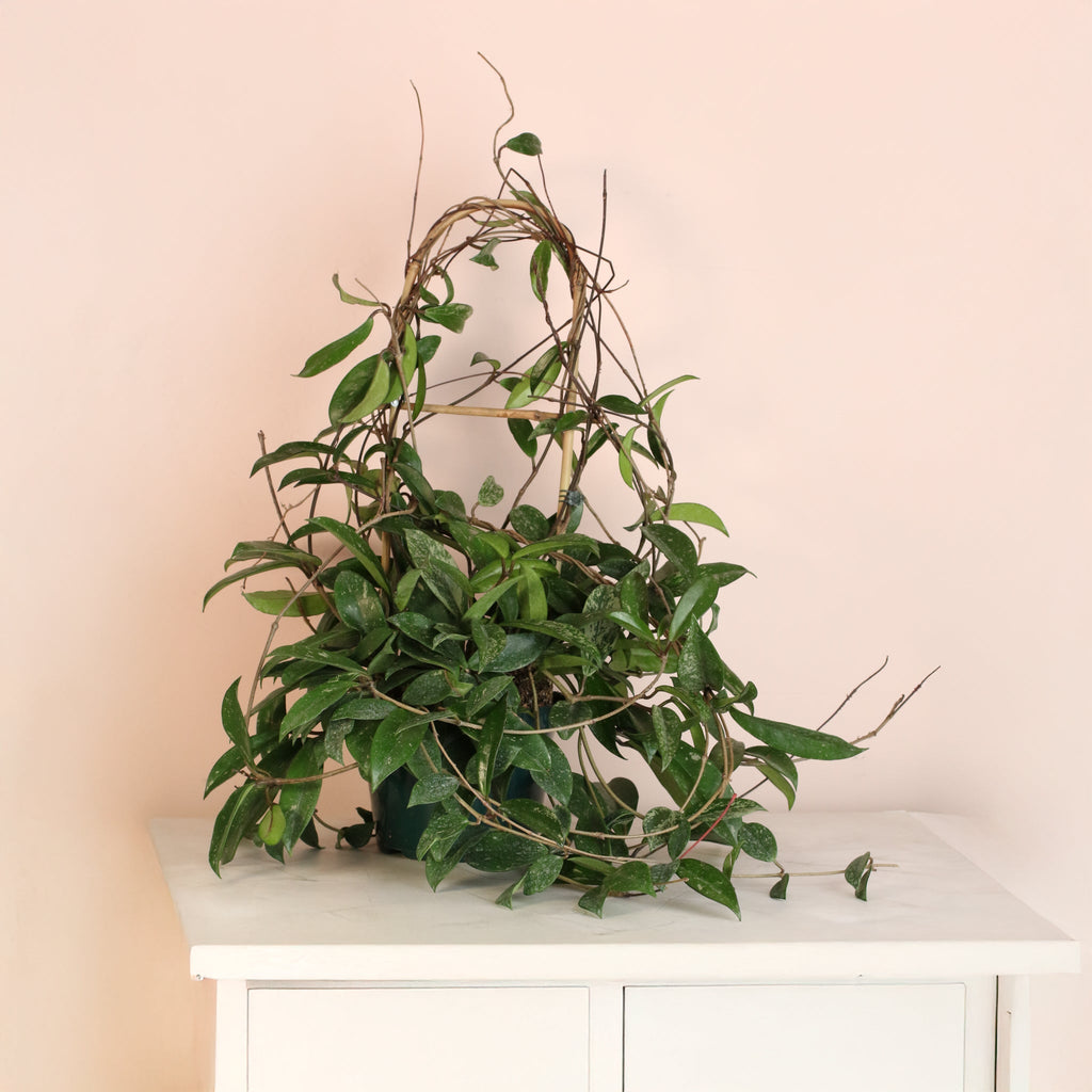 Hoya Pubicalyx ‘Splash’ Vining Plant - Cheeky Garden