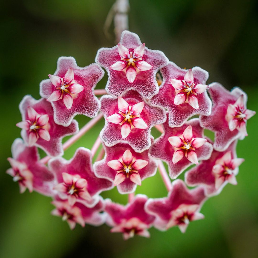 Hoya Pubicalyx ‘Splash’ Vining Plant - Cheeky Garden