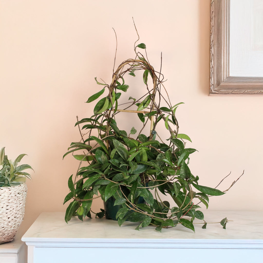 Hoya Pubicalyx ‘Splash’ Vining Plant - Cheeky Garden