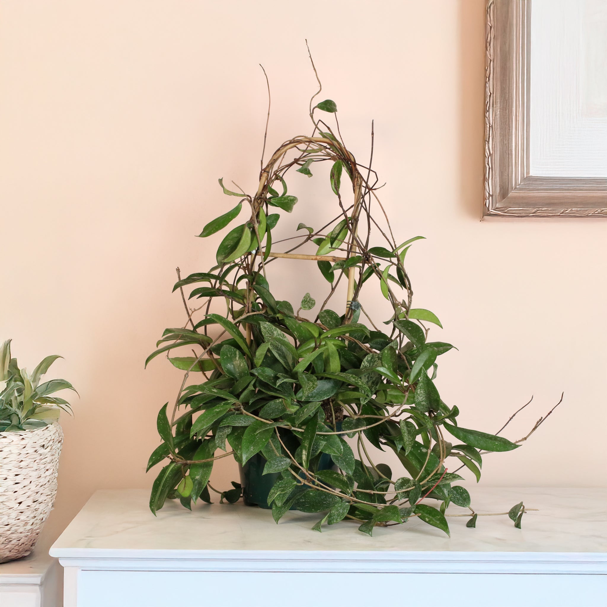 Hoya Pubicalyx ‘Splash’ Vining Plant - Cheeky Garden