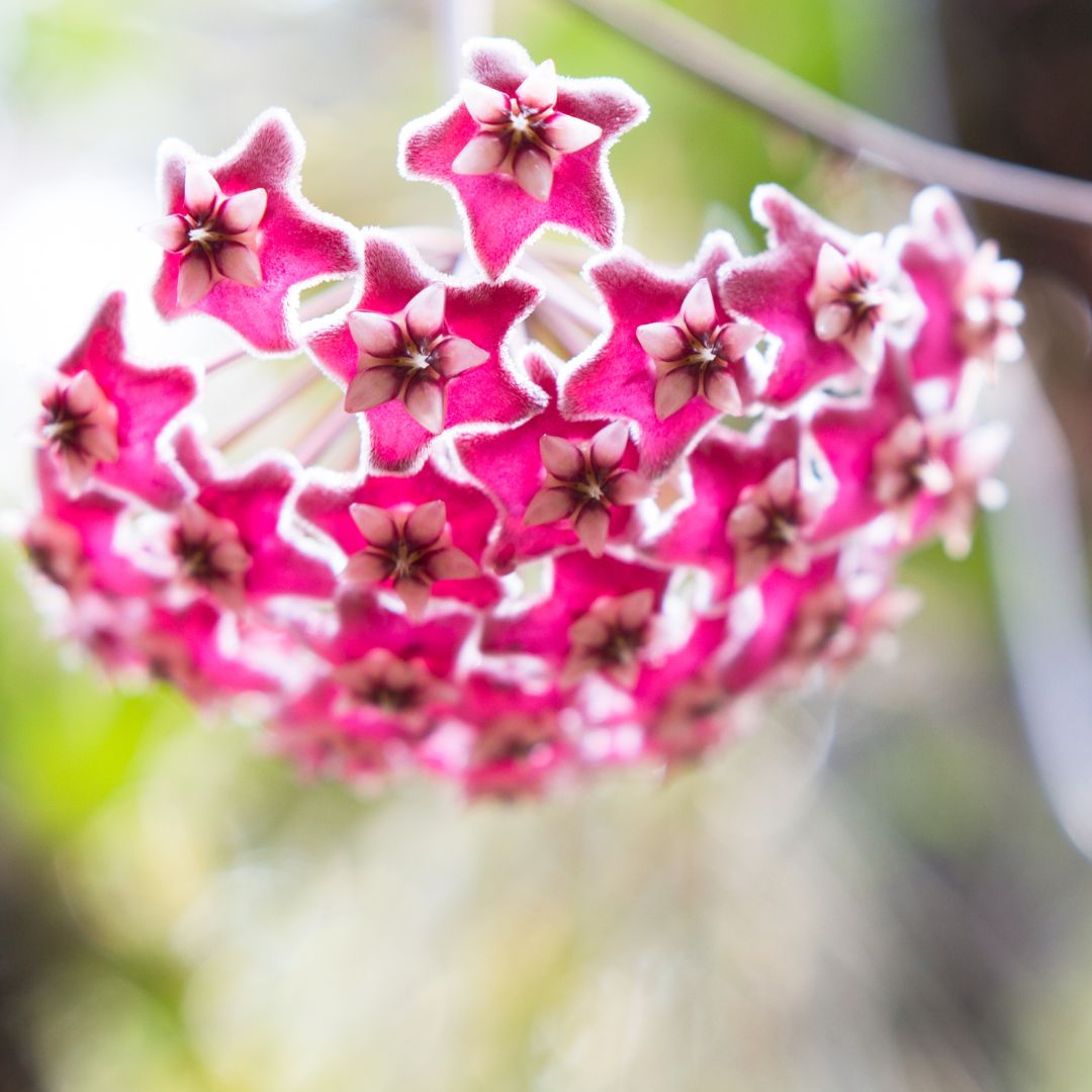 Hoya Pubicalyx ‘Splash’ Vining Plant - Cheeky Garden