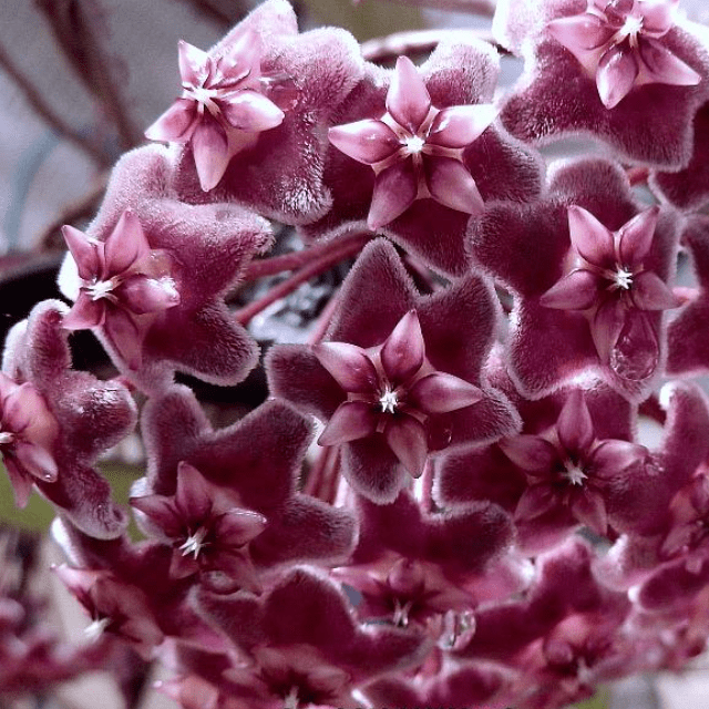 Hoya Pubicalyx ‘Splash’ Vining Plant - Cheeky Garden