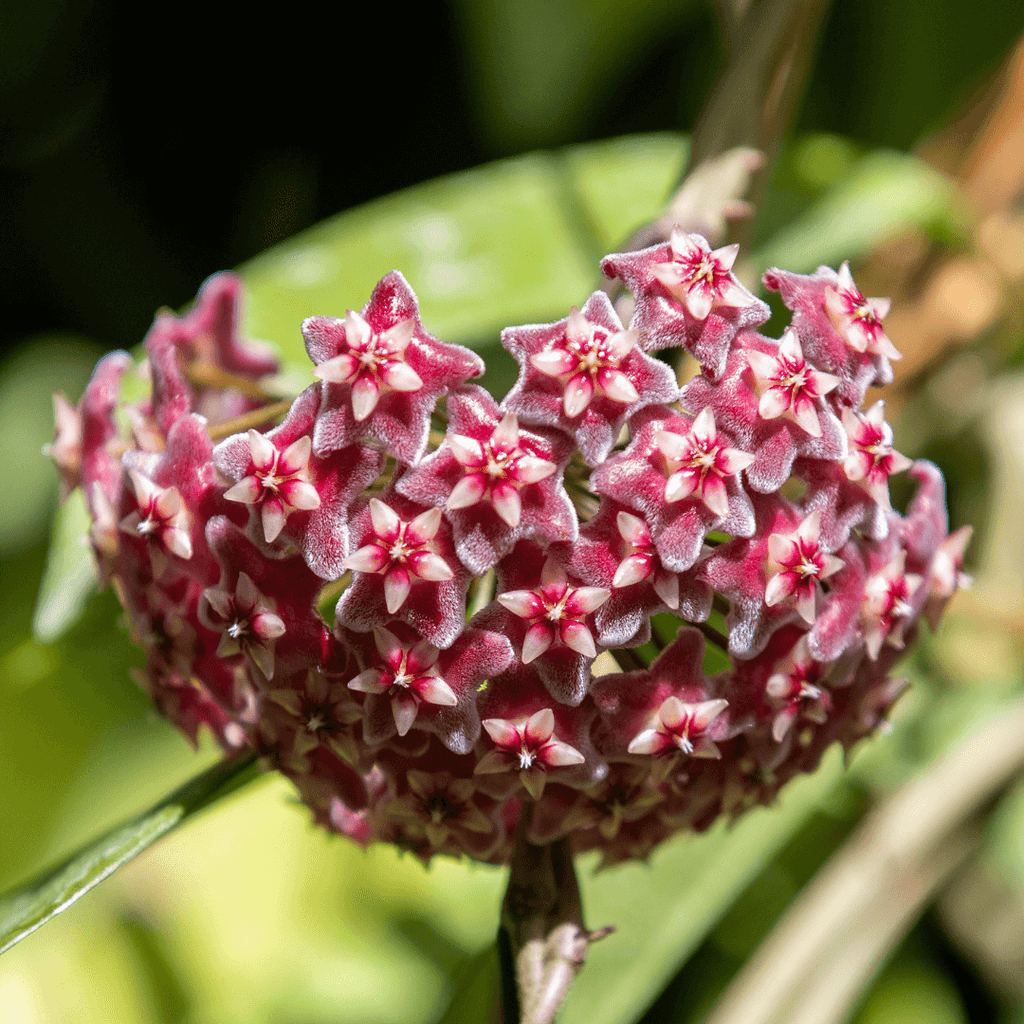 Hoya Pubicalyx ‘Splash’ Vining Plant - Cheeky Garden
