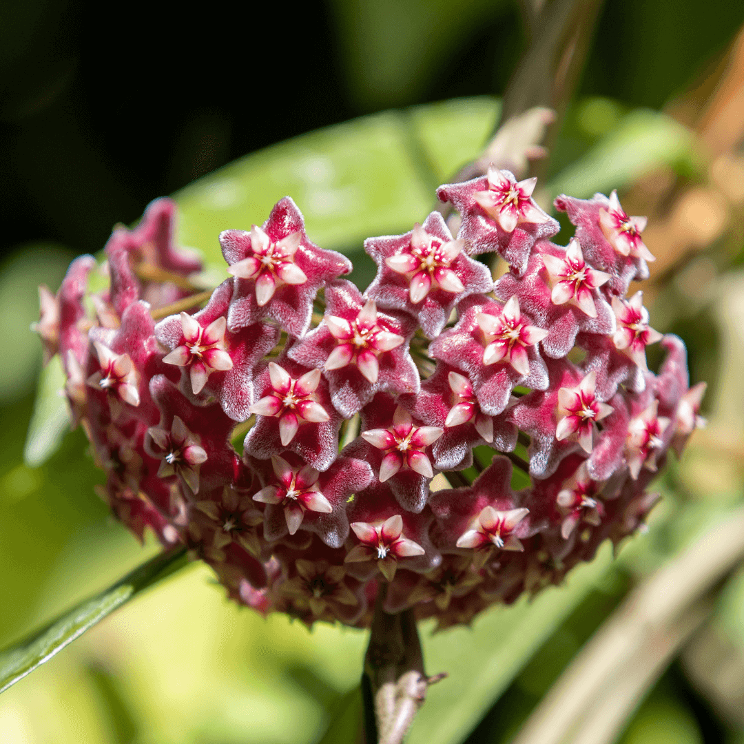Hoya Pubicalyx ‘Splash’ Vining Plant - Cheeky Garden