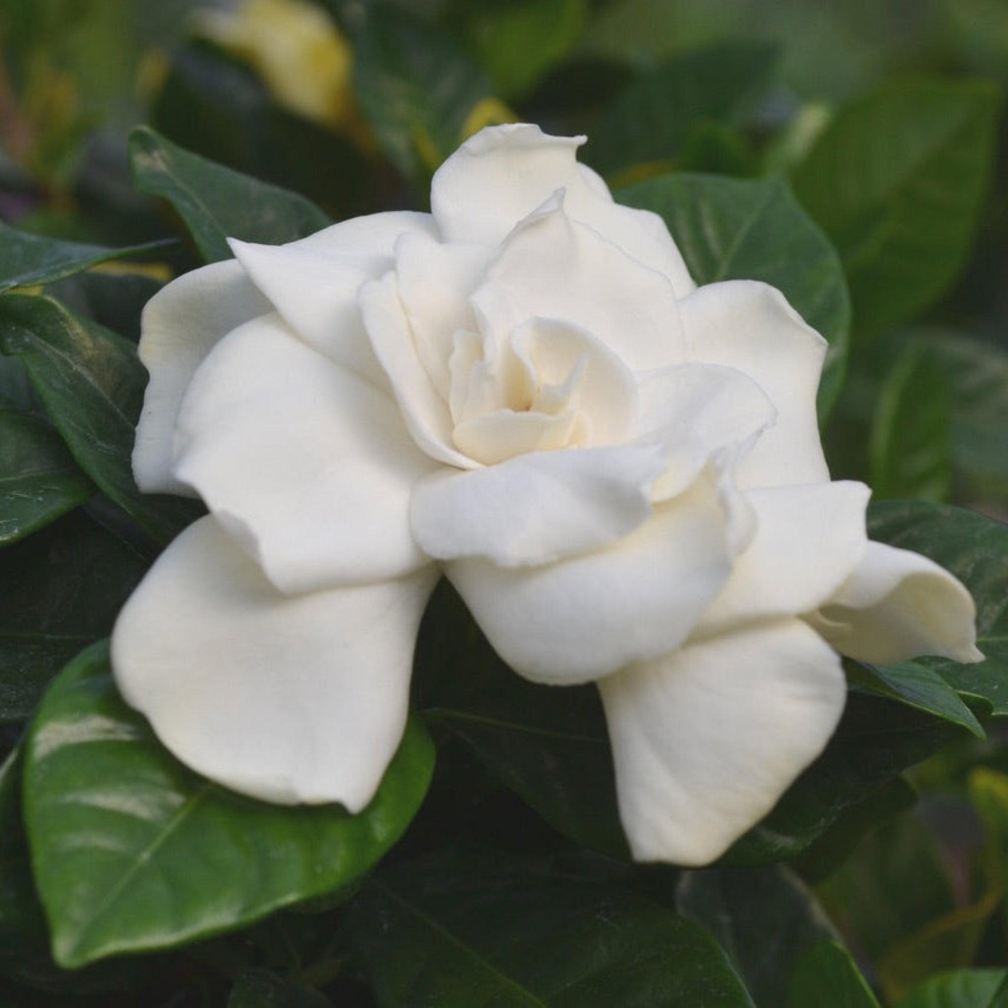 Gardenia Tree ‘Aimee’