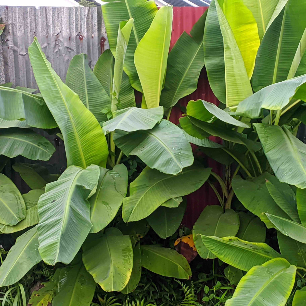 Ice Cream Banana Tree - Cheeky Garden