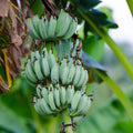 Ice Cream Banana Tree - Cheeky Garden
