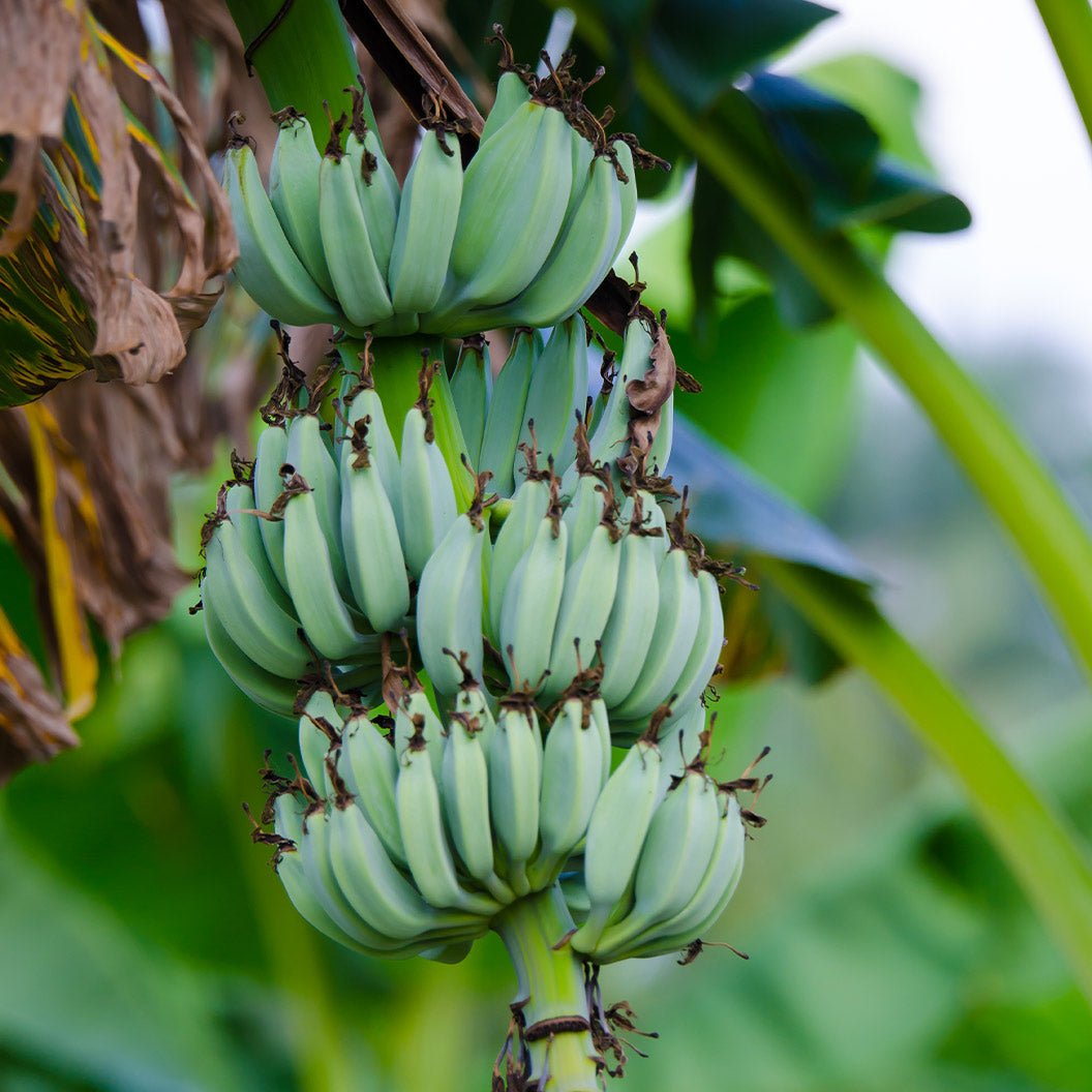 Ice Cream Banana Tree - Cheeky Garden