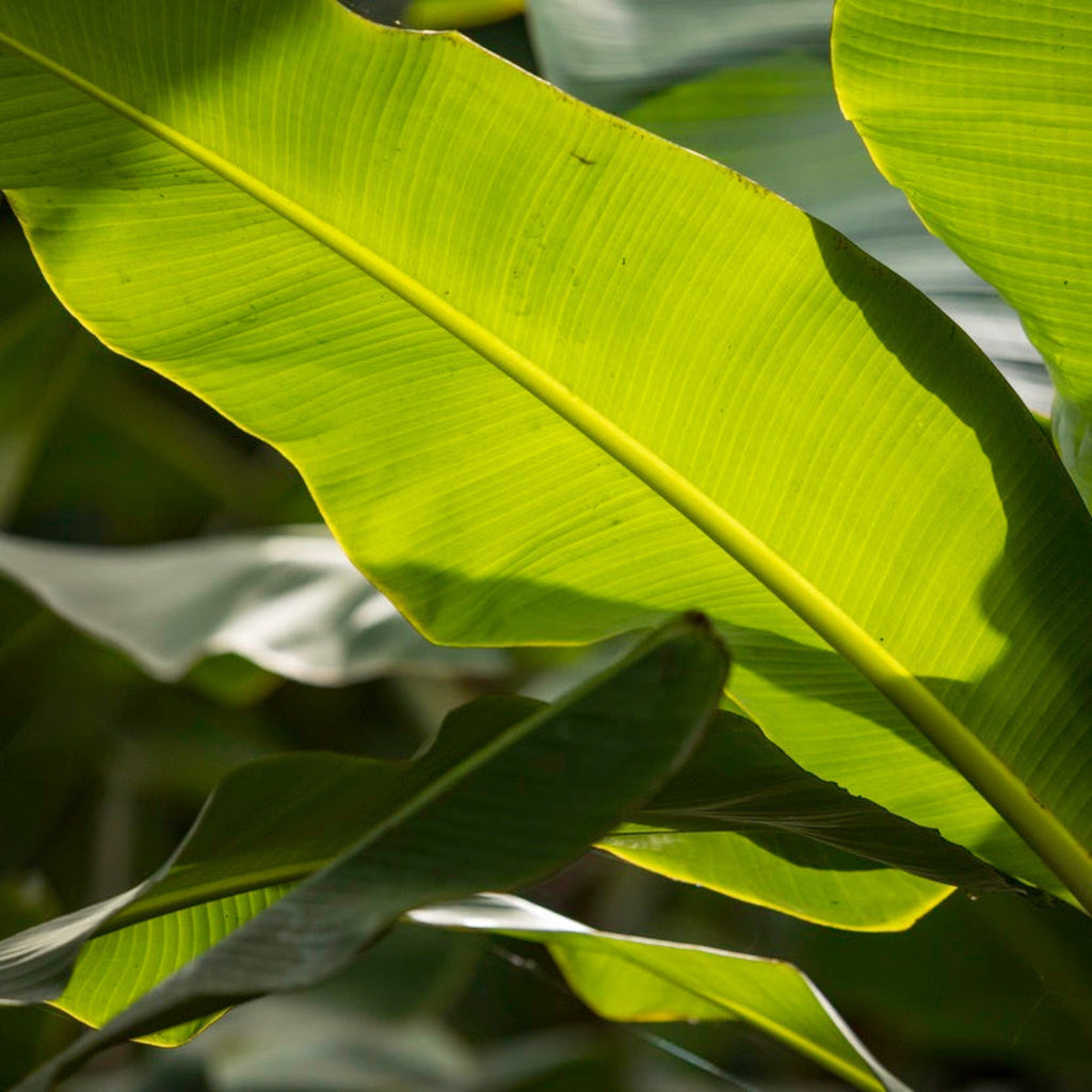 Ice Cream Banana Tree - Cheeky Garden