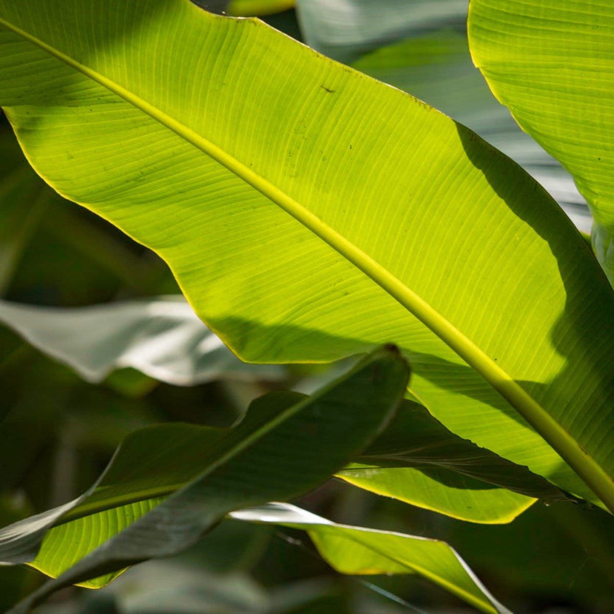 Ice Cream Banana Tree - Cheeky Garden