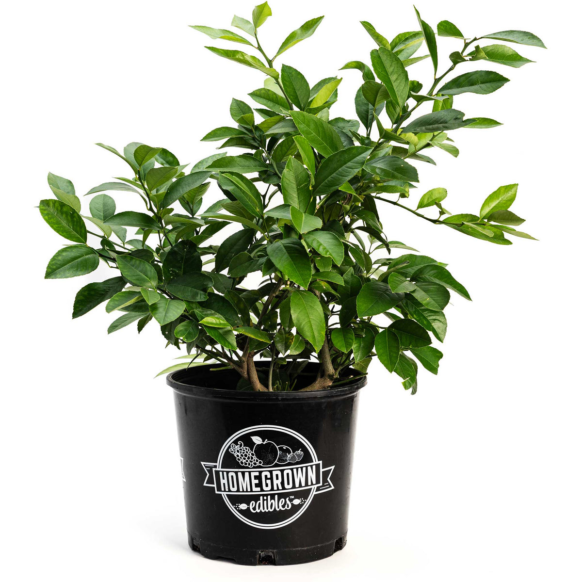 Improved Meyer Lemon Bush - Cheeky Garden