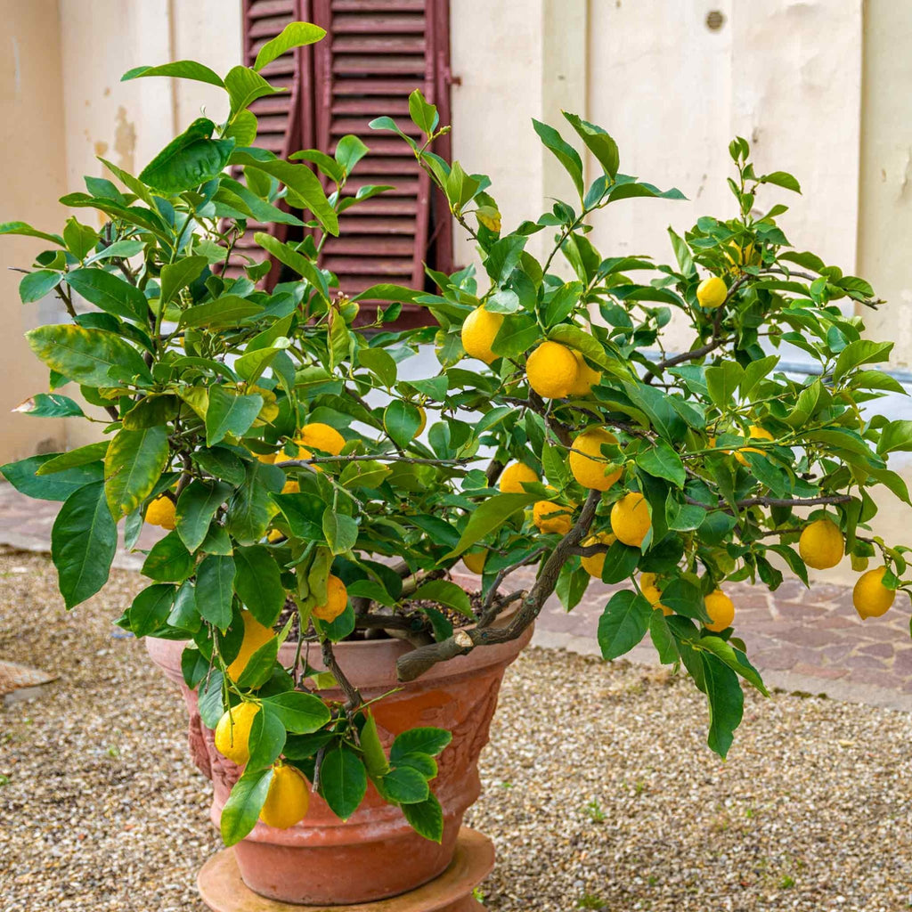 Improved Meyer Lemon Bush - Cheeky Garden