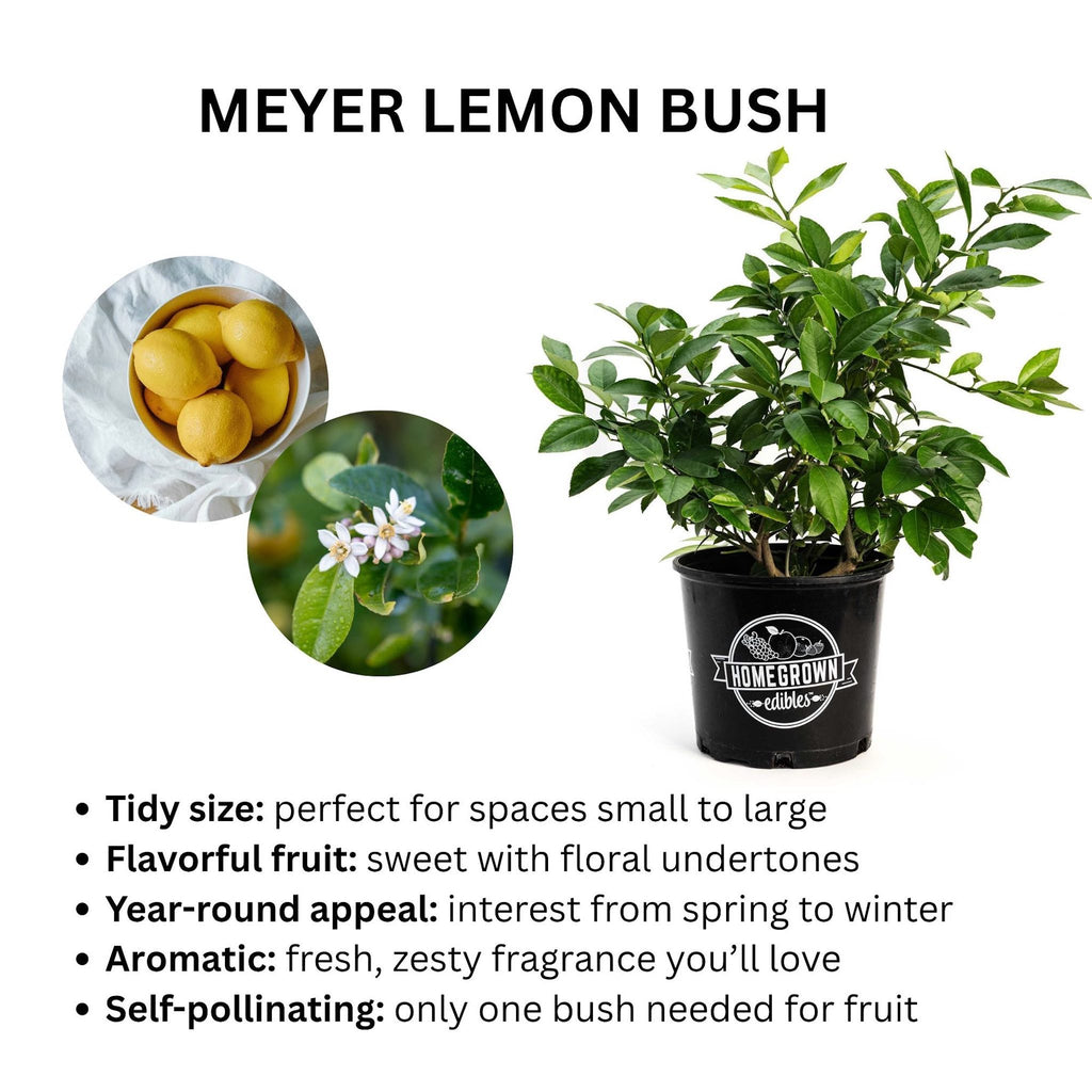 Improved Meyer Lemon Bush - Cheeky Garden