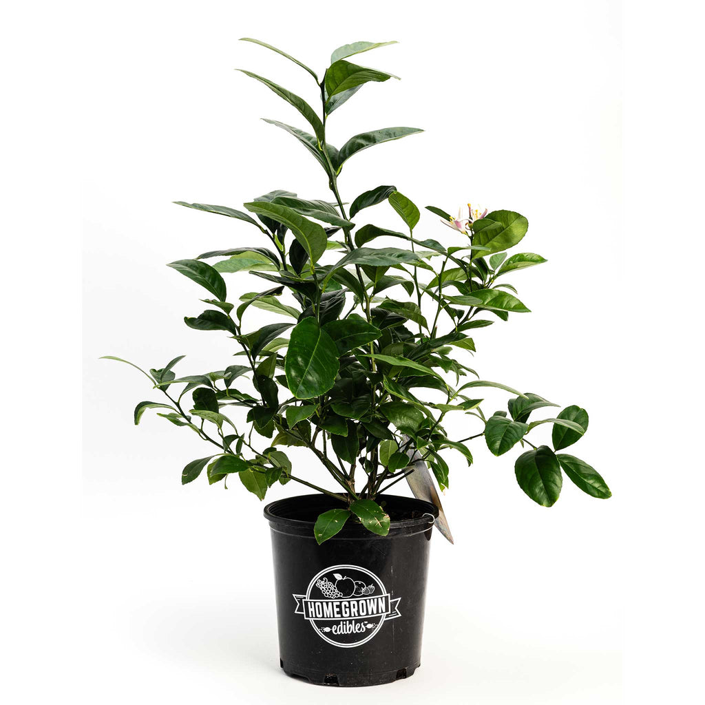 Improved Meyer Lemon Bush - Cheeky Garden