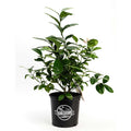 Improved Meyer Lemon Bush - Cheeky Garden