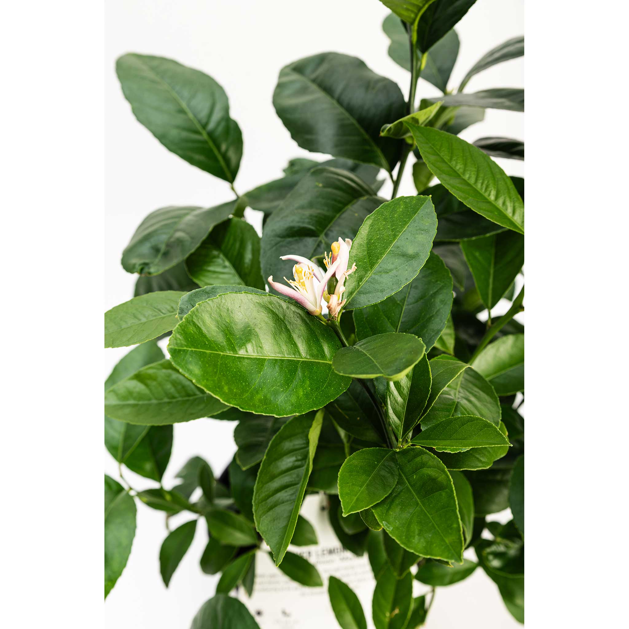 Improved Meyer Lemon Bush - Cheeky Garden