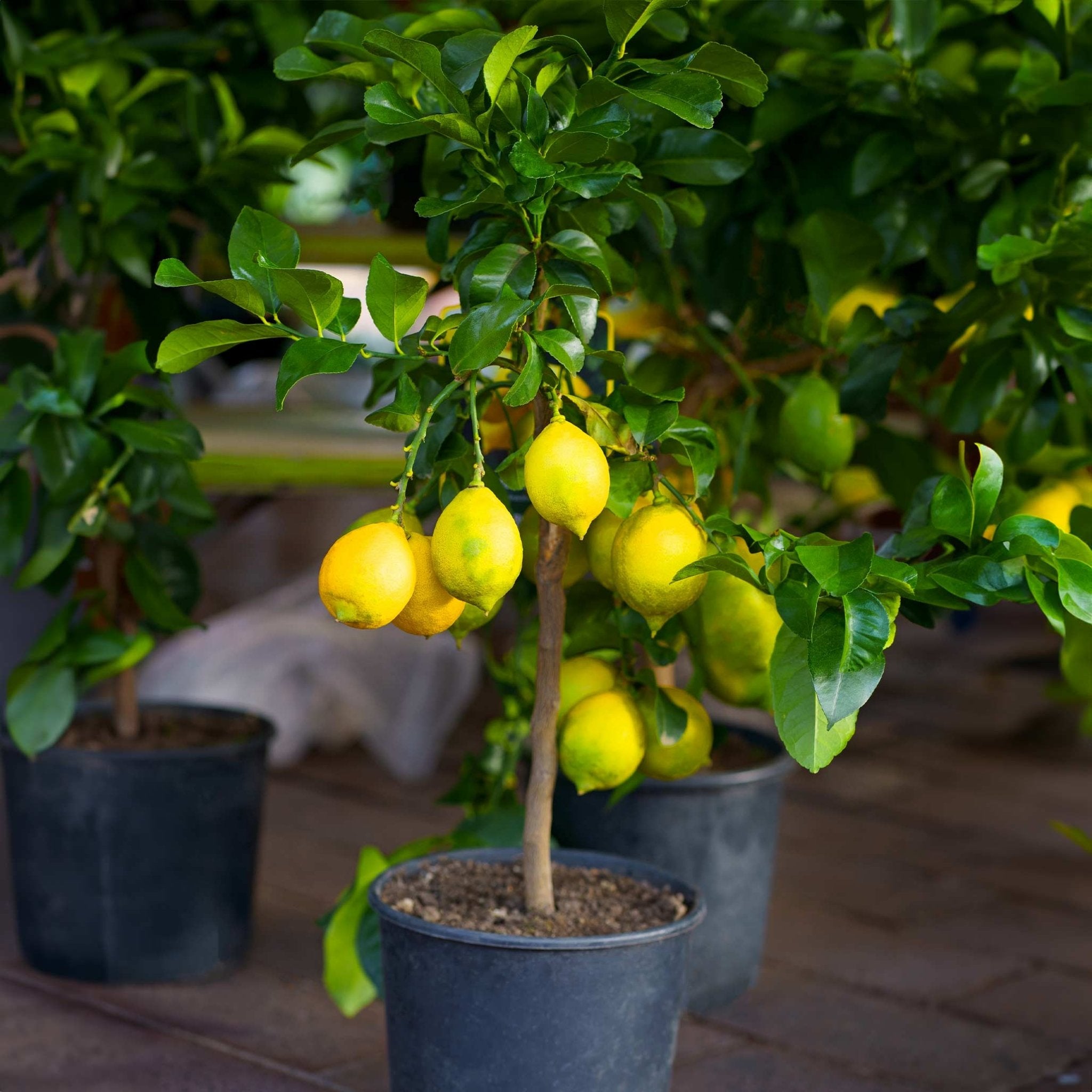 Improved Meyer Lemon Bush - Cheeky Garden