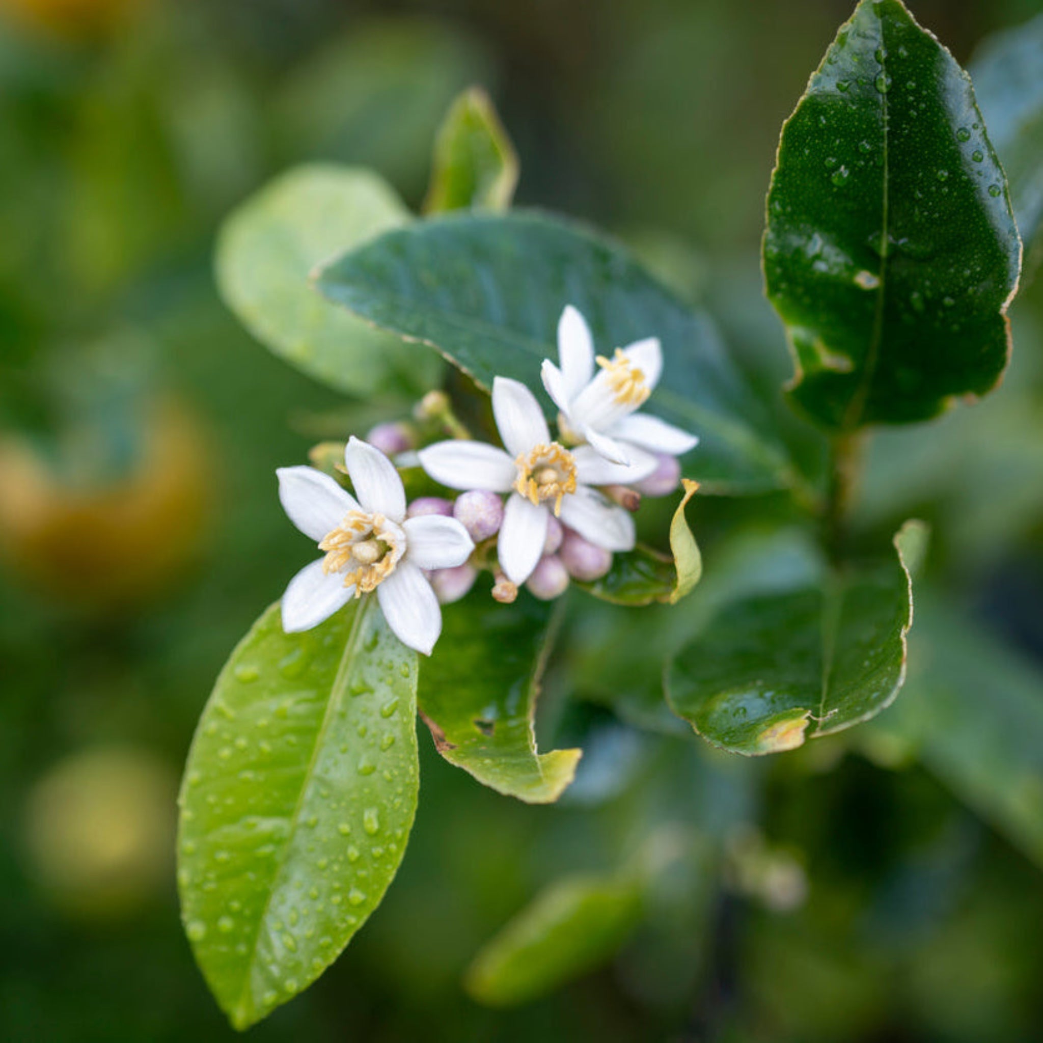 Improved Meyer Lemon Bush - Cheeky Garden