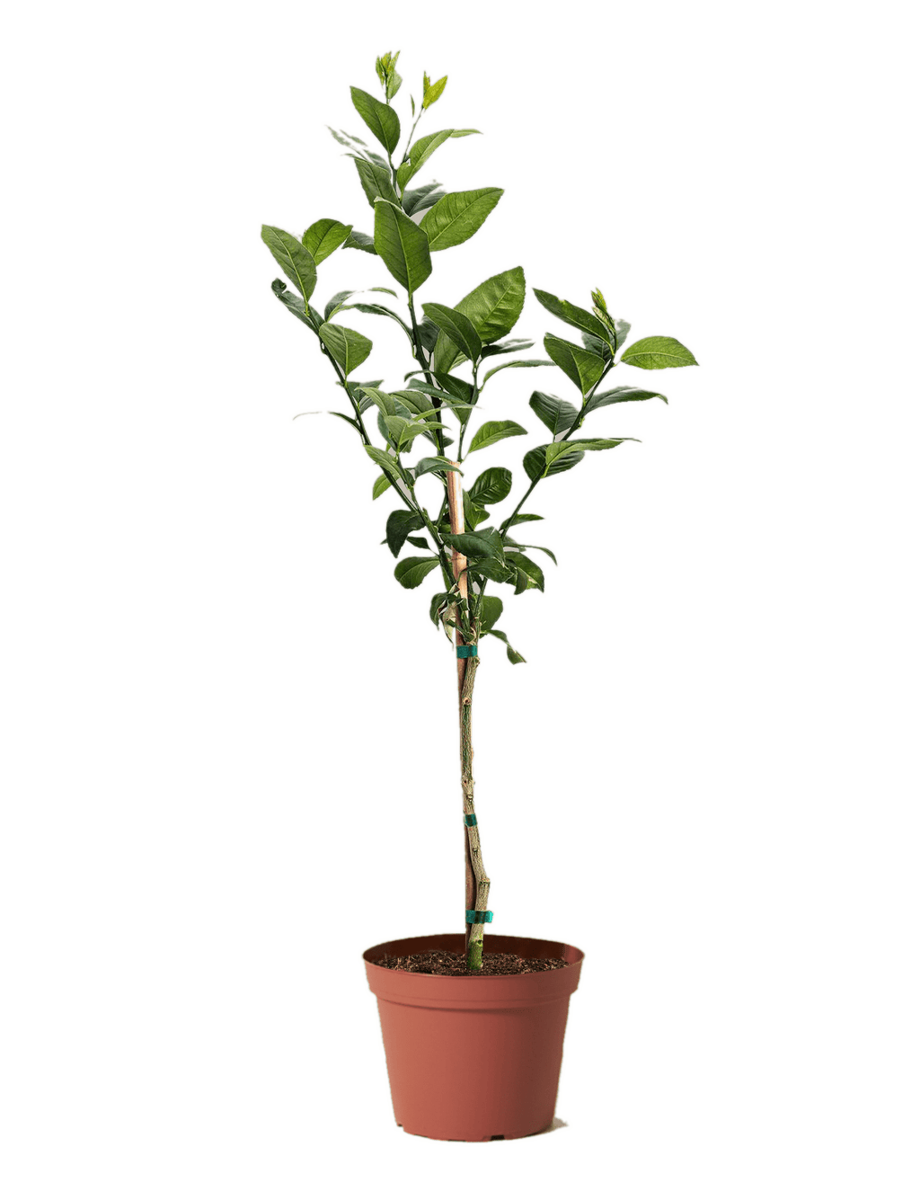 Improved Meyer Lemon Tree - Cheeky Garden
