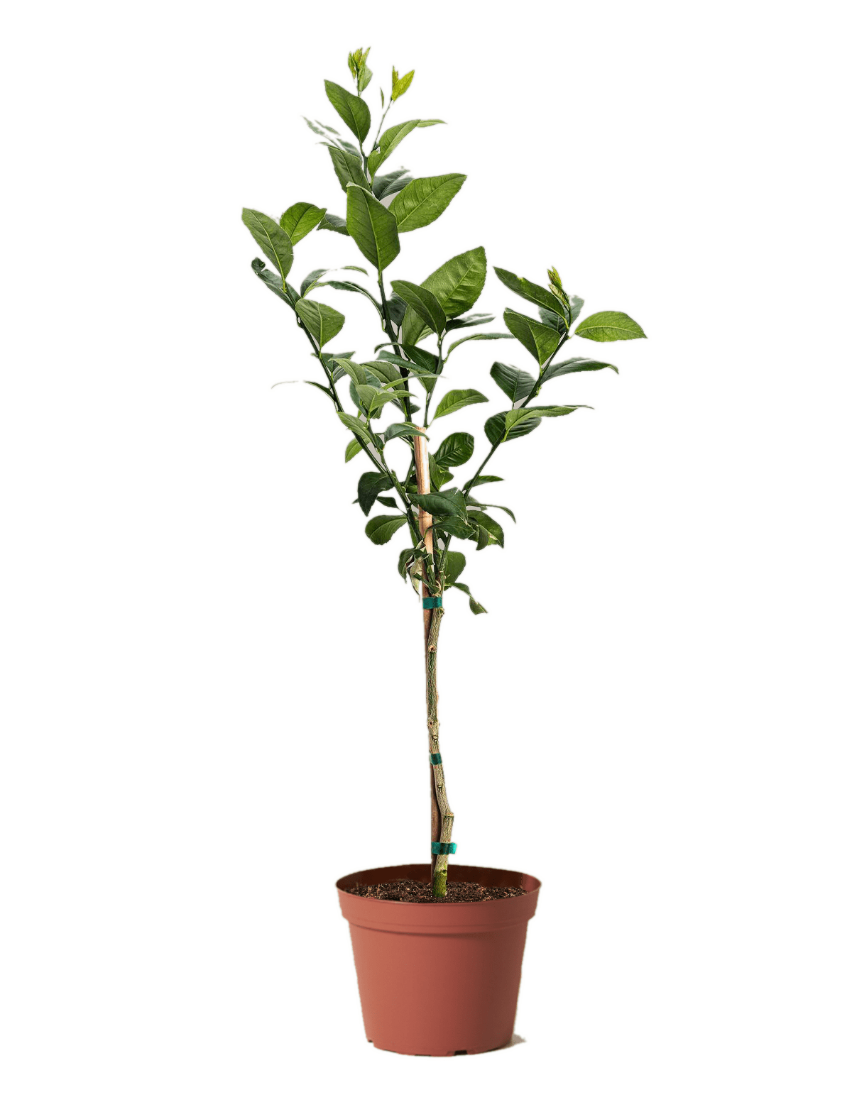 Improved Meyer Lemon Tree - Cheeky Garden