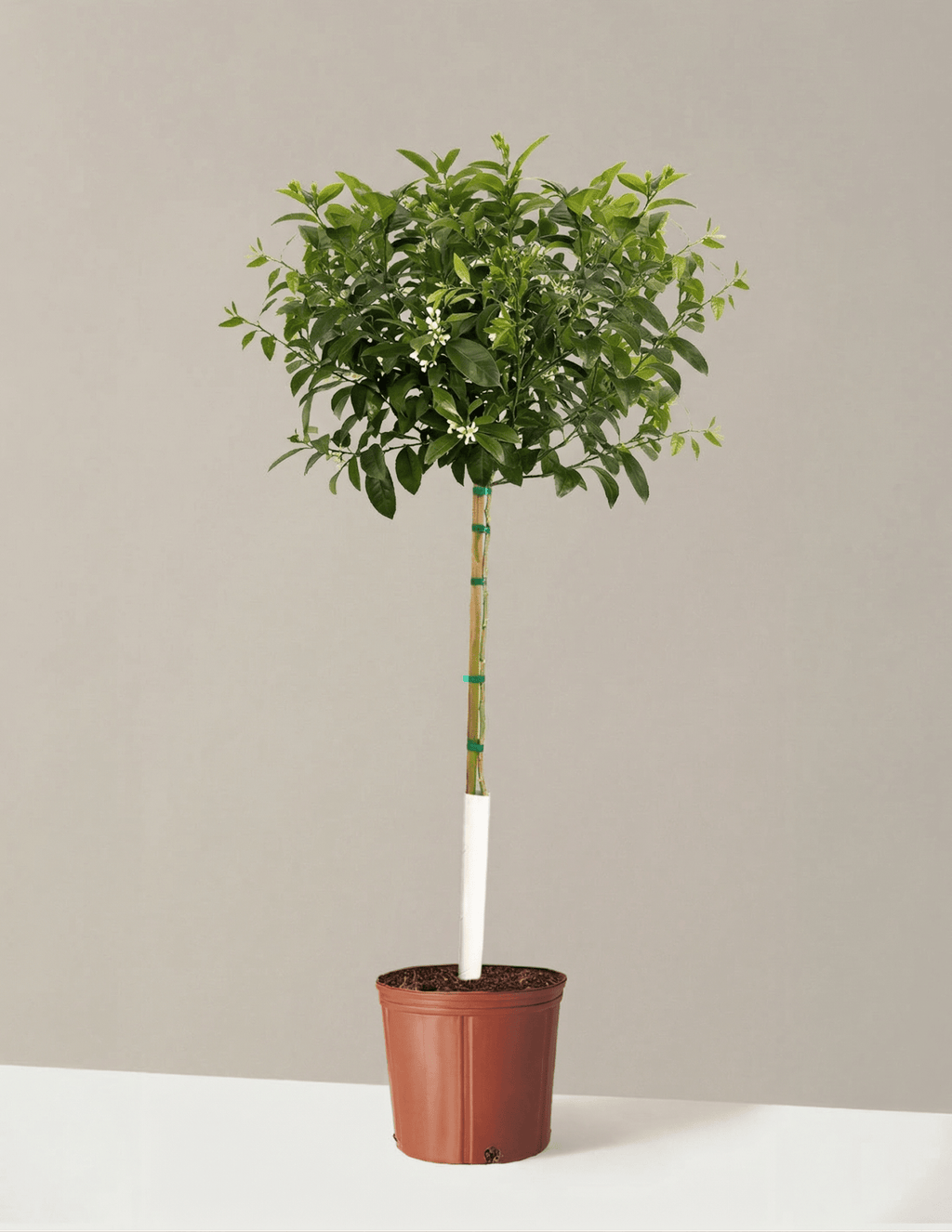 Improved Meyer Lemon Tree - Cheeky Garden
